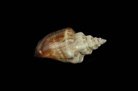 藏品(黑嘴鳳凰螺)的圖片